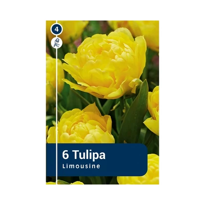 TULIPÁN DUOBLE EARLY LIMOUSINE 6DB/CSOM