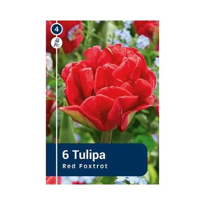 TULIPÁN DOUBLE EARLY RED FOXTROT 6DB/CSOM