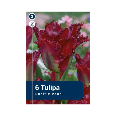TULIPÁN FRINGED PACIFIC PEARL 6DB/CSOM