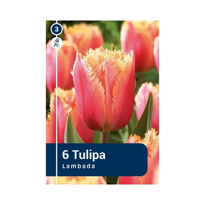 TULIPÁN FRINGED LAMBADA 6DB/CSOM