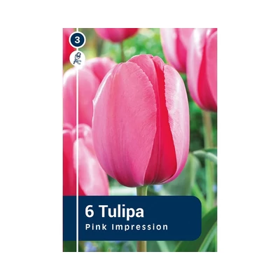 TULIPÁN DARWIN HYBRID PINK IMPRESSION 6DB/CSOM