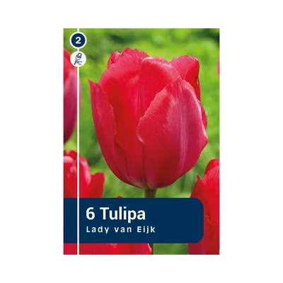 TULIPÁN DARWIN HYBRID LADY VAN EIJK 6DB/CSOM