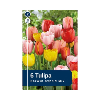 TULIPÁN DARWIN HYBRID MIX 6DB/CSOM