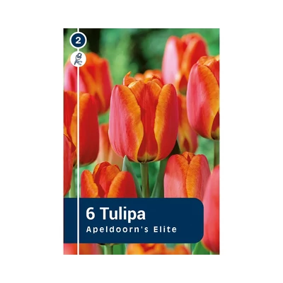 TULIPÁN DARWIN HYBRID APELDOORN'S ELITE 6DB/CSOM