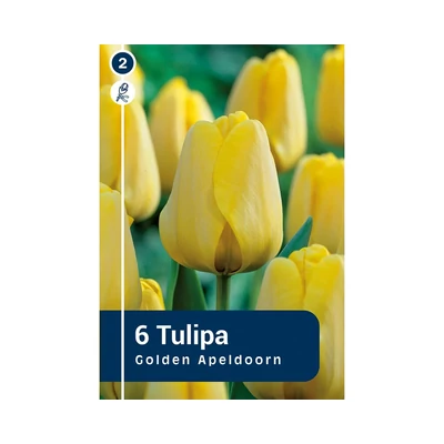 TULIPÁN DARWIN HYBRID GOLDEN APELDOORN 6DB/CSOM
