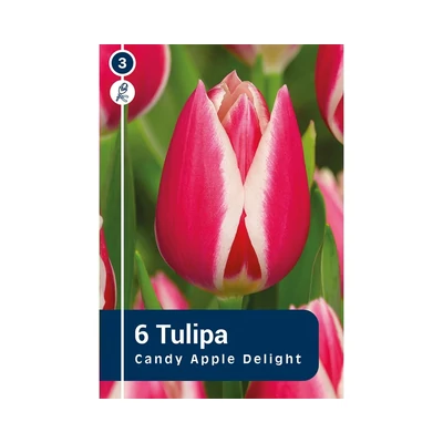 TULIPÁN DARWIN HYBRID CANDY APPLE DELIGHT 6DB/CSOM