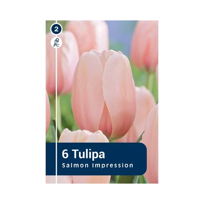 TULIPÁN DARWIN HYBRID SALMON IMPRESSION 6DB/CSOM