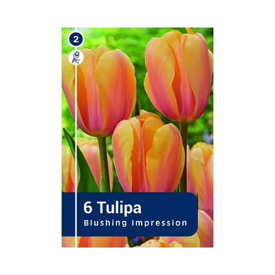 TULIPÁN DARWIN HYBRID BLUSHING IMPRESSION 6DB/CSOM