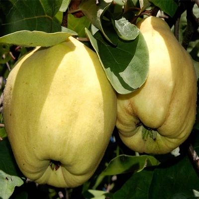  Bereczki(birsalama)