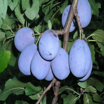 Besztercei