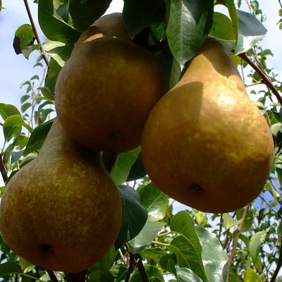 Bosc Kobak