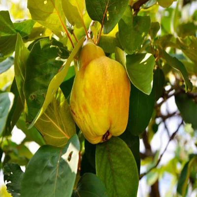 Konstantinápolyi birs (birskörte)