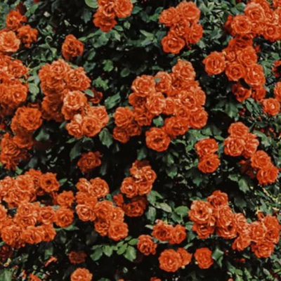 Orange (futórózsa)