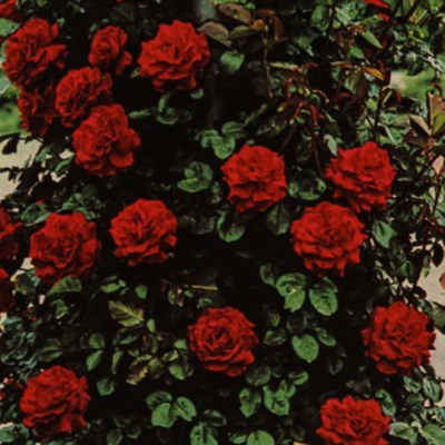 Paul'scarlet (futó rózsa)