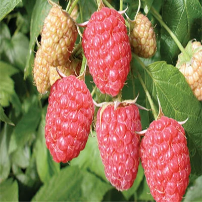 Folytontermő málna (Sugana)