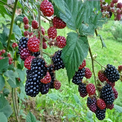 Szeder (tüskétlen)