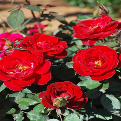 Piros talajtakaró rózsa