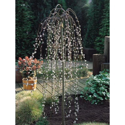 Salix caprea ’Pendula’ - barkafűz
