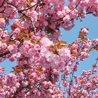 Prunus serrulata Kanzan - Japán díszcseresznye