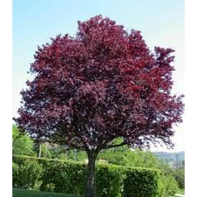 Prunus cerasifera 'Nigra’ - vérszilva