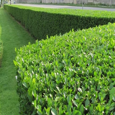 Ligustrum ovalifolium ‘Green Diamond’ – fagyal (25Db)