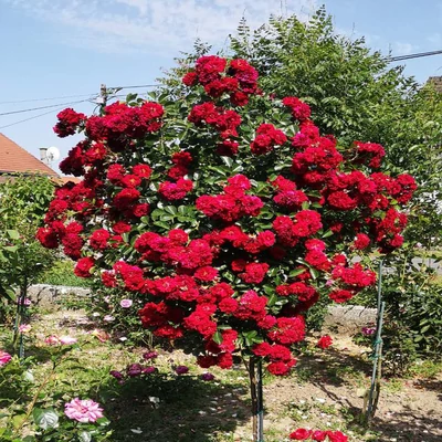 Piros "csüngő"