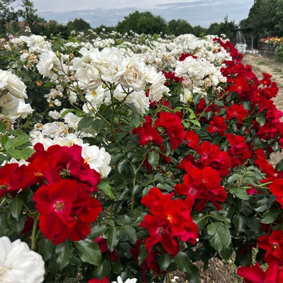 Fehér/Piros csüngő