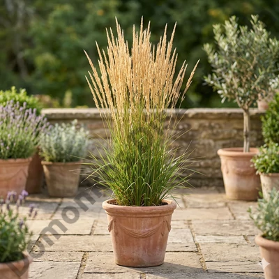 Calamagrostis acut. 'Karl Foerster' (nádtippan)