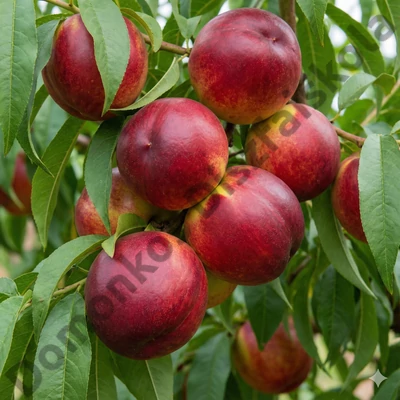 Andosa (kopaszbarack)