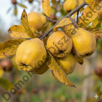 Konstantinápolyi birs (birskörte)