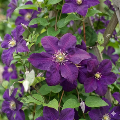 Clematis ‘Jackmanii’