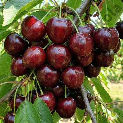 Hedelfingeni óriás