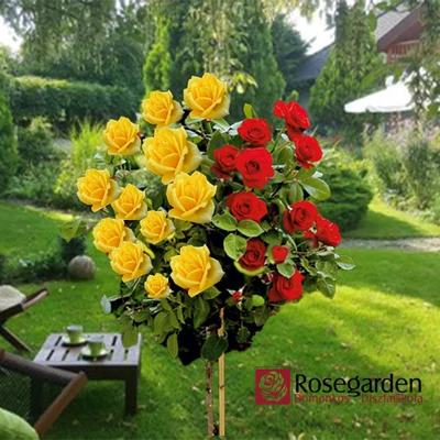 Különleges párosítás