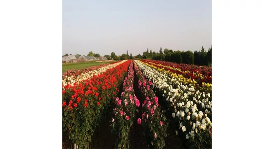 Szeretnél csodás rózsákat a kertedben?