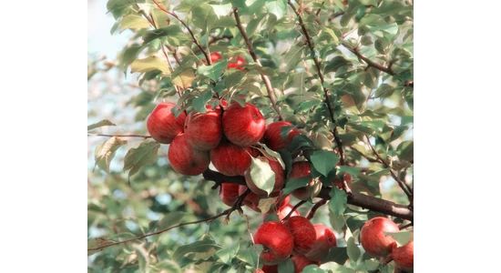Megérkezett a tavasz, itt az ideje a lemosó permetezésnek! 