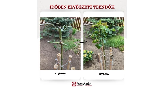 Ezekért a pillanatokért megéri a sok munka:)