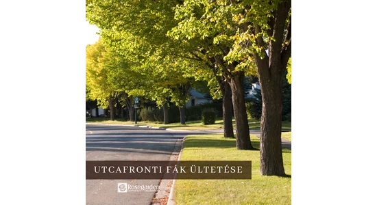 Az utcafronti ültetéseket mindig heves viták kísérik