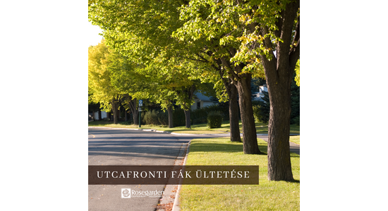 Az utcafronti ültetéseket mindig heves viták kísérik