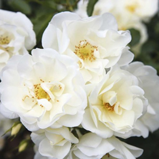 Fehér talajtakaró rózsa