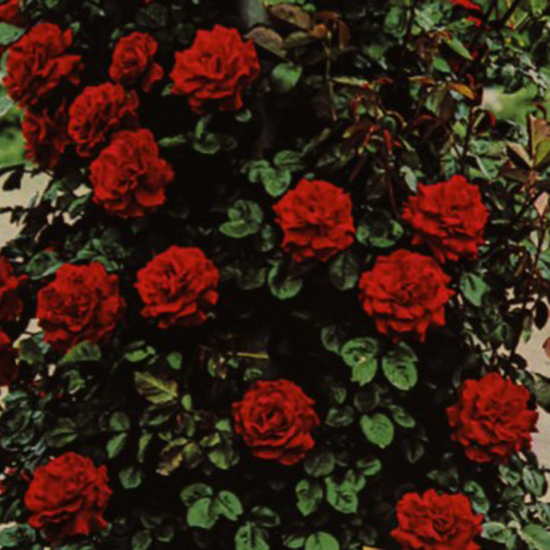 Paul'scarlet (futó rózsa)