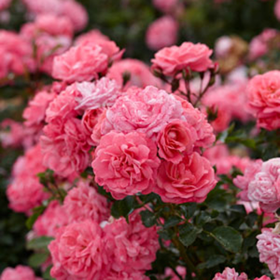 Rózsaszín talajtakaró rózsa