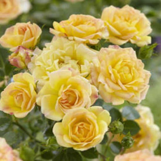 Sárga talajtakaró rózsa
