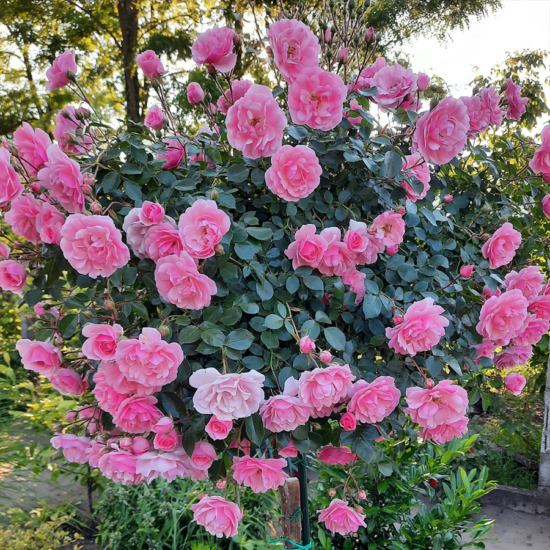 Rózsaszín "csüngő" 150cm