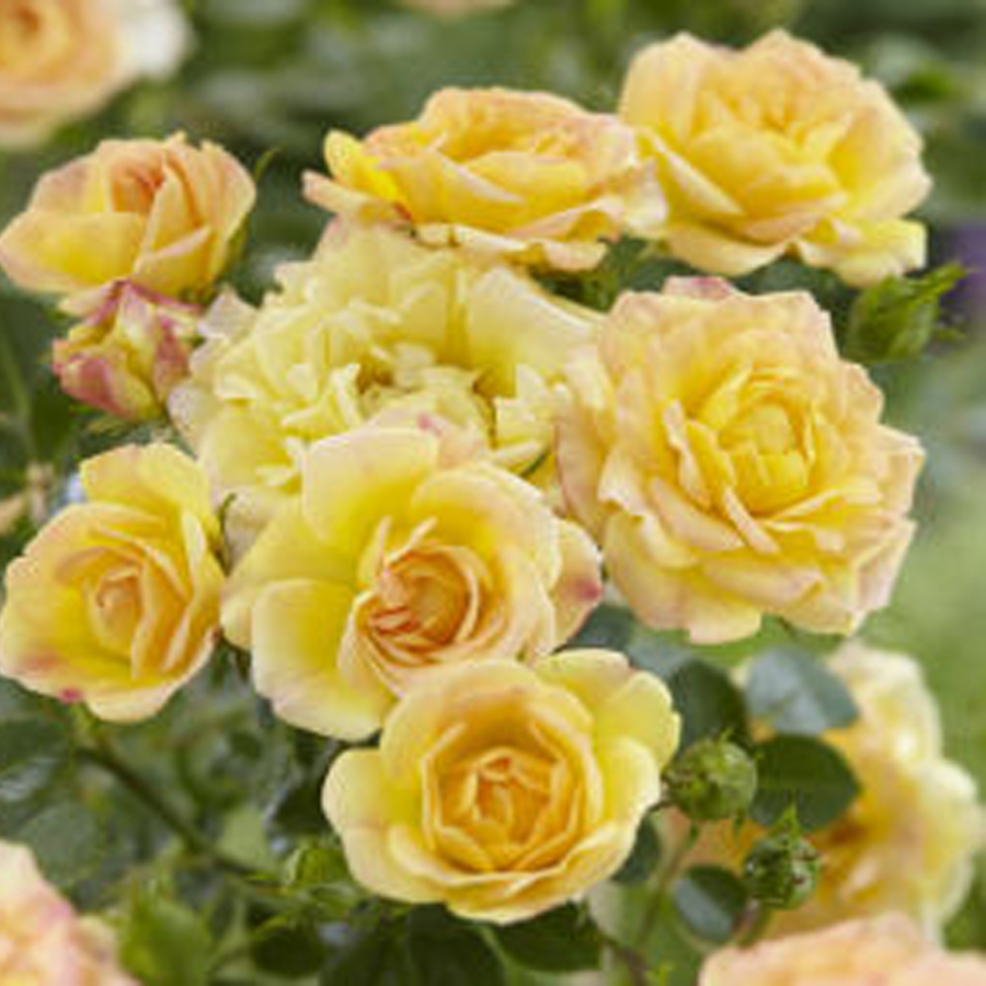 Sárga talajtakaró rózsa