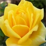 Kép 1/3 - Golden Parfume