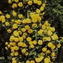 Kép 1/3 - Golden Sowers (futórózsa)