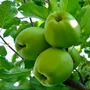 Kép 1/3 - Granny Smith 