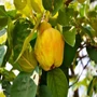 Kép 1/3 - Konstantinápolyi birs (birskörte)