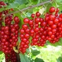 Kép 1/3 - Piros ribizli (bokor)