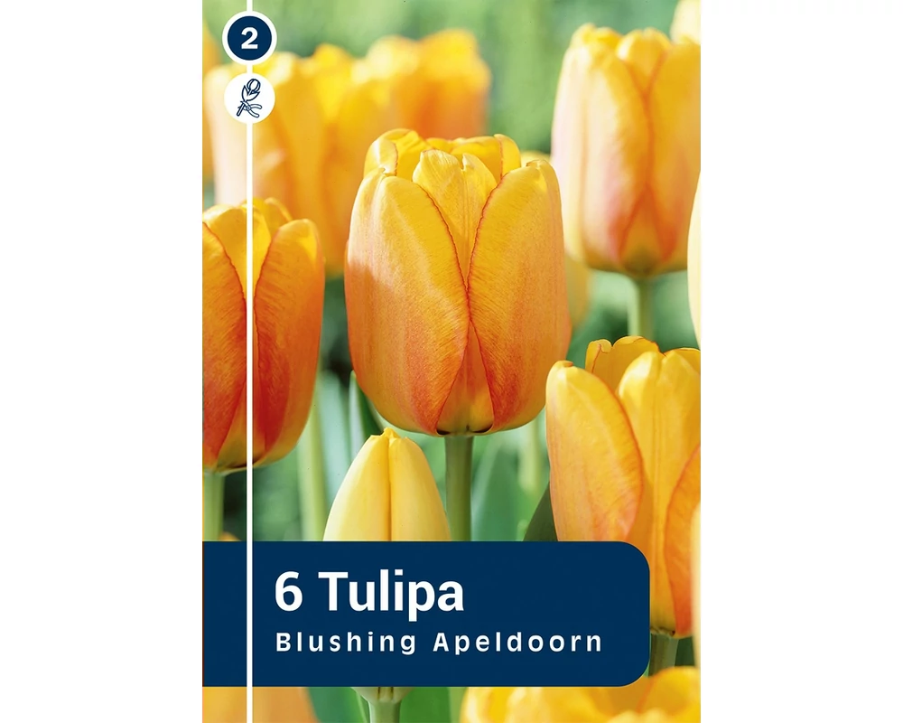 TULIPÁN DARWIN HYBRID BLUSHING APELDOORN 6DB/CSOM